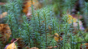 Какие интересные травы можно собрать на природе в окрестностях базы отдыха Заветное Приозерского района Ленинградской области